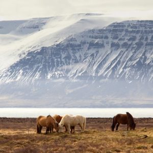 tours horses in kyrgyzstan